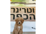 דרושים בוטרינר הכפר