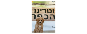 וטרינר הכפר